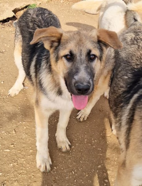 DRACO NON DEVE SPEGNERSI IN CANILE! | Foto 0