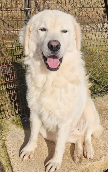 LEO ADOZIONE SUBITO,DOPO TUTTO IL SUO PASSATO DOLOROSO.... | Foto 6