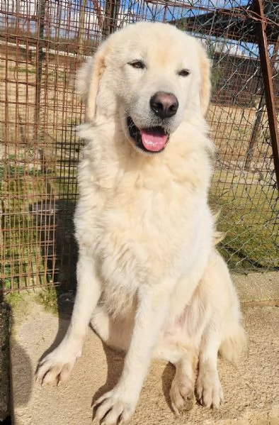 LEO ADOZIONE SUBITO,DOPO TUTTO IL SUO PASSATO DOLOROSO.... | Foto 5