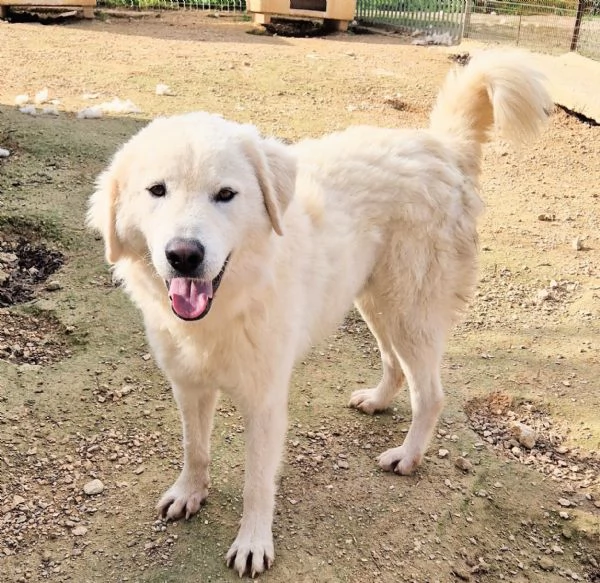 LEO ADOZIONE SUBITO,DOPO TUTTO IL SUO PASSATO DOLOROSO.... | Foto 4
