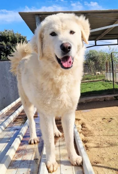 LEO ADOZIONE SUBITO,DOPO TUTTO IL SUO PASSATO DOLOROSO.... | Foto 3