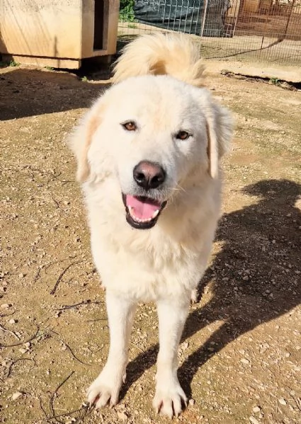 LEO ADOZIONE SUBITO,DOPO TUTTO IL SUO PASSATO DOLOROSO....