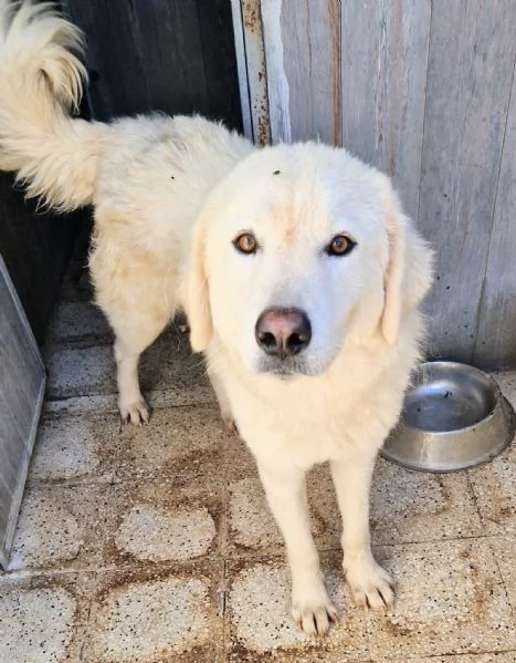 LEO ADOZIONE SUBITO,DOPO TUTTO IL SUO PASSATO DOLOROSO.... | Foto 2
