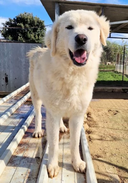 LEO ADOZIONE SUBITO,DOPO TUTTO IL SUO PASSATO DOLOROSO.... | Foto 0