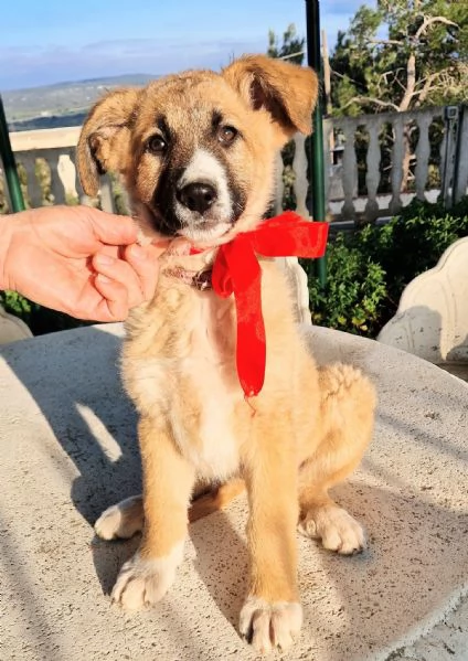 ELLY,NON DEVE FINIRE IN CANILE! | Foto 6