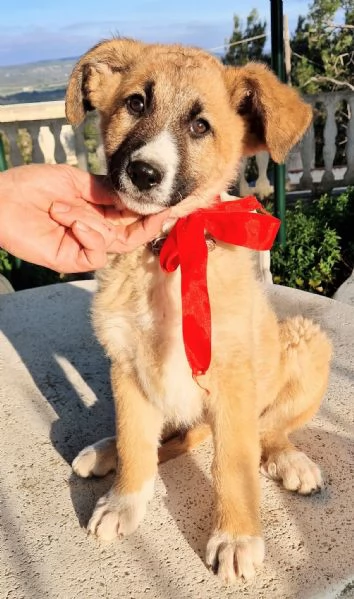 ELLY,NON DEVE FINIRE IN CANILE!