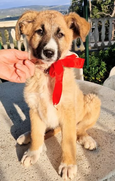 ELLY,NON DEVE FINIRE IN CANILE! | Foto 5