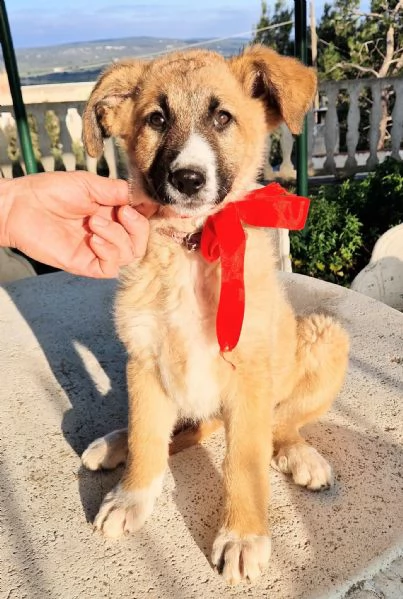 ELLY,NON DEVE FINIRE IN CANILE! | Foto 4