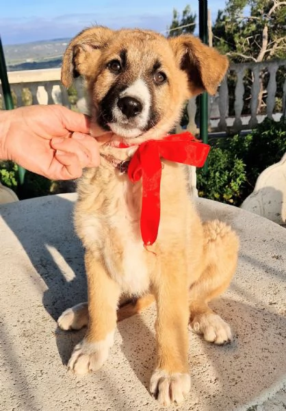 ELLY,NON DEVE FINIRE IN CANILE! | Foto 3