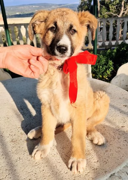 ELLY,NON DEVE FINIRE IN CANILE! | Foto 2