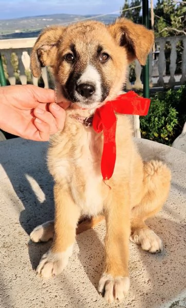 ELLY,NON DEVE FINIRE IN CANILE! | Foto 1