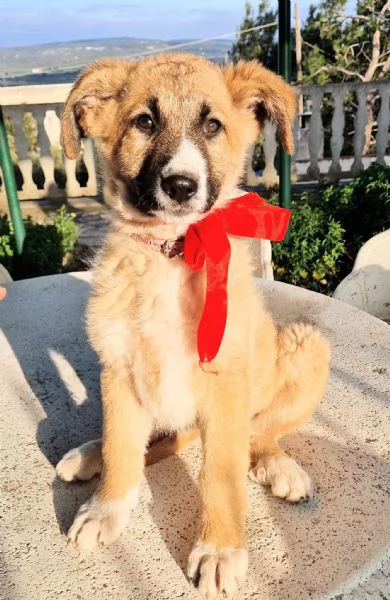 ELLY,NON DEVE FINIRE IN CANILE! | Foto 0