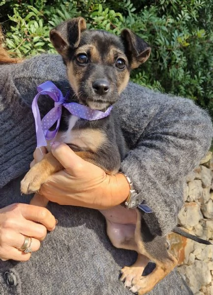 EVITIAMO IL CANILE A NANA'! | Foto 6