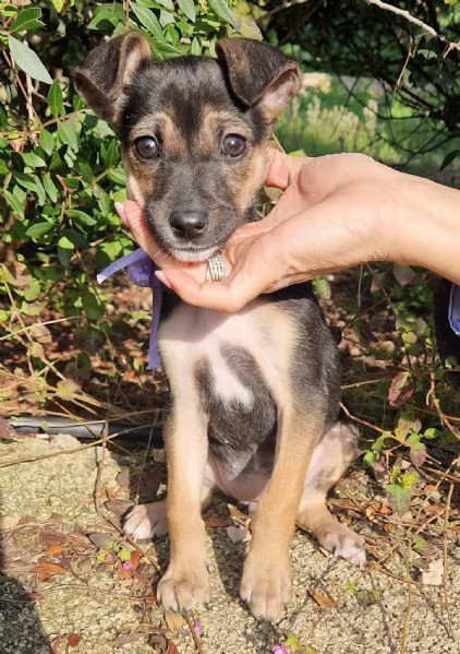 EVITIAMO IL CANILE A NANA'! | Foto 5