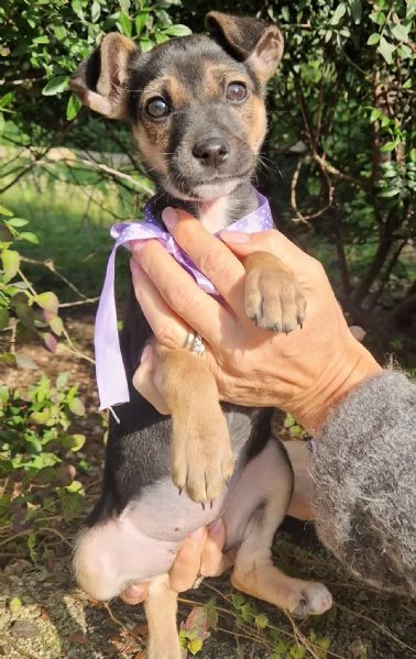 EVITIAMO IL CANILE A NANA'!