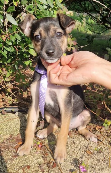 EVITIAMO IL CANILE A NANA'! | Foto 4