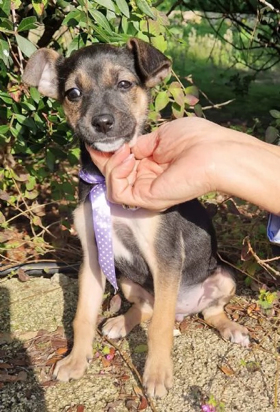 EVITIAMO IL CANILE A NANA'! | Foto 3