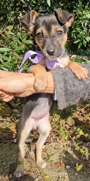 EVITIAMO IL CANILE A NANA'! | Foto 2