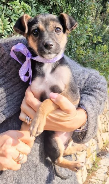 EVITIAMO IL CANILE A NANA'! | Foto 1