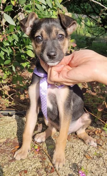 EVITIAMO IL CANILE A NANA'! | Foto 0