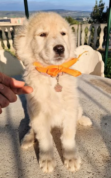 NINA NON DEVE ENTRARE IN CANILE! | Foto 6