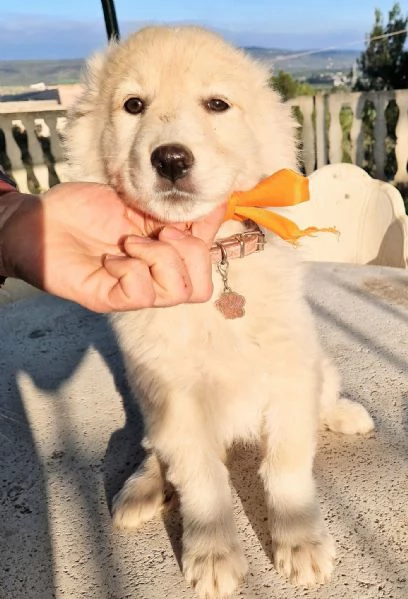 NINA NON DEVE ENTRARE IN CANILE!