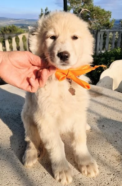 NINA NON DEVE ENTRARE IN CANILE! | Foto 5