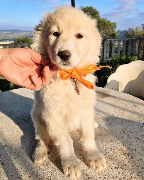 NINA NON DEVE ENTRARE IN CANILE! | Foto 4