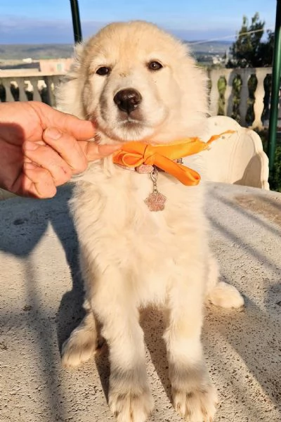 NINA NON DEVE ENTRARE IN CANILE! | Foto 3