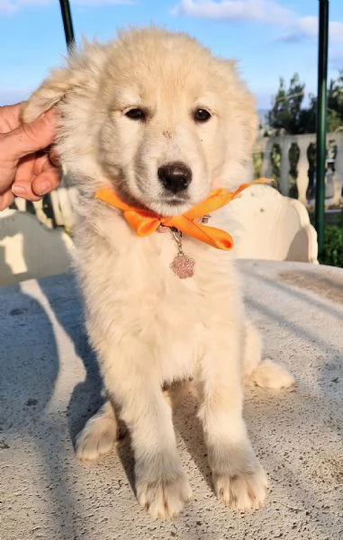 NINA NON DEVE ENTRARE IN CANILE! | Foto 2