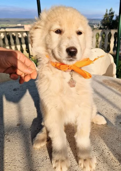 NINA NON DEVE ENTRARE IN CANILE! | Foto 1