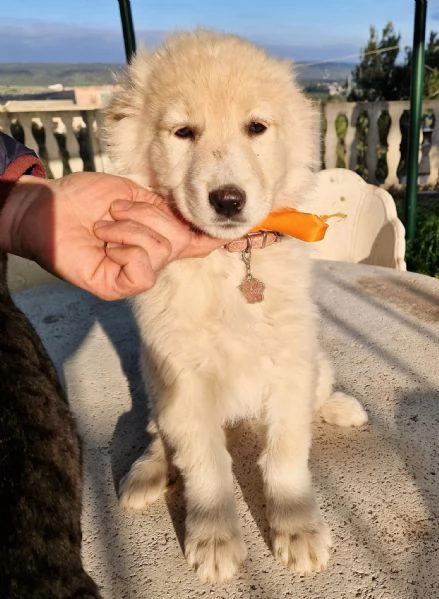 NINA NON DEVE ENTRARE IN CANILE! | Foto 0