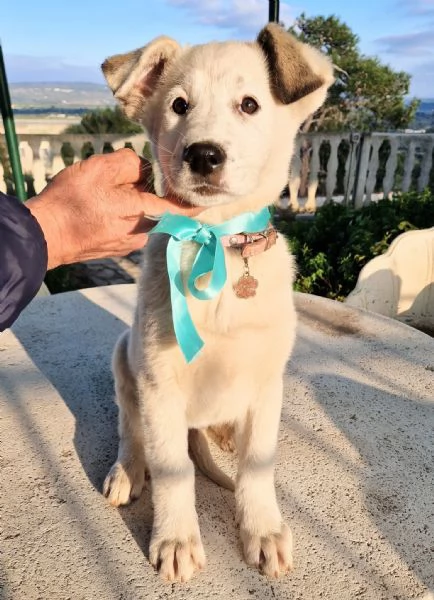 UNA FAMIGLIA PER DAISY! | Foto 6