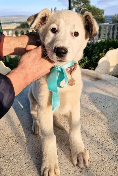 UNA FAMIGLIA PER DAISY! | Foto 5