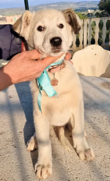 UNA FAMIGLIA PER DAISY! | Foto 4