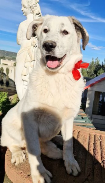 UNA FAMIGLIA PER DAISY! | Foto 5