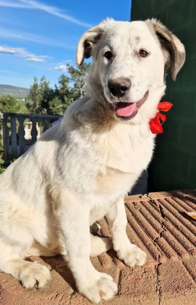UNA FAMIGLIA PER DAISY! | Foto 4