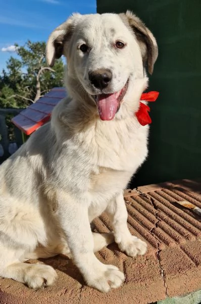 UNA FAMIGLIA PER DAISY! | Foto 0