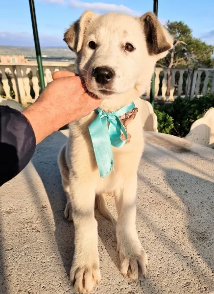 UNA FAMIGLIA PER DAISY! | Foto 3