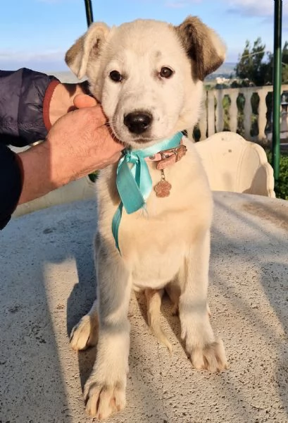 UNA FAMIGLIA PER DAISY! | Foto 2