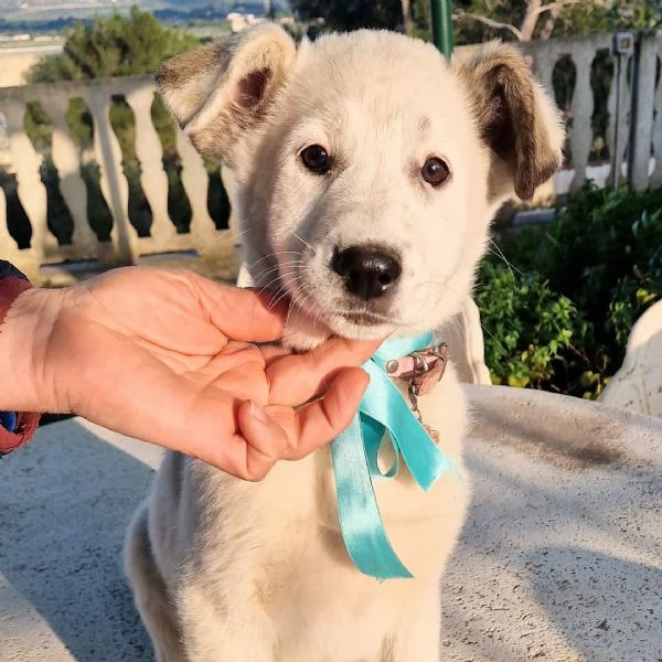 UNA FAMIGLIA PER DAISY!