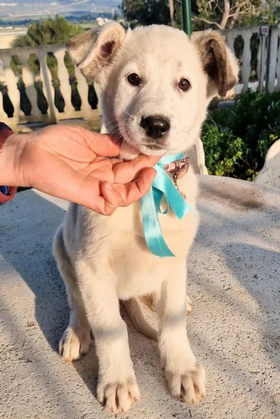 UNA FAMIGLIA PER DAISY! | Foto 1