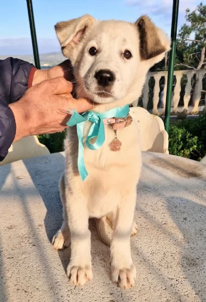 UNA FAMIGLIA PER DAISY! | Foto 0