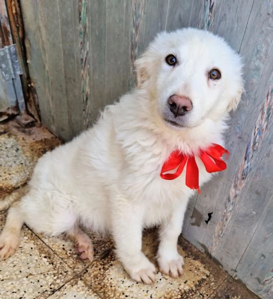 GLI OCCHI DI WHITE PARLANO! | Foto 6