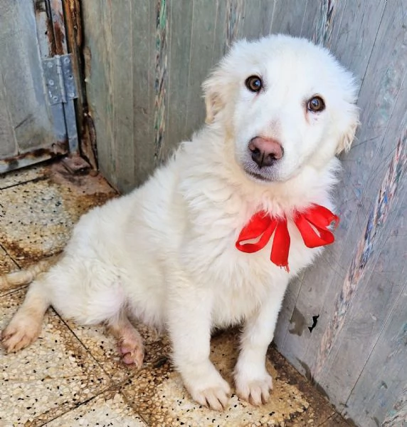 GLI OCCHI DI WHITE PARLANO!