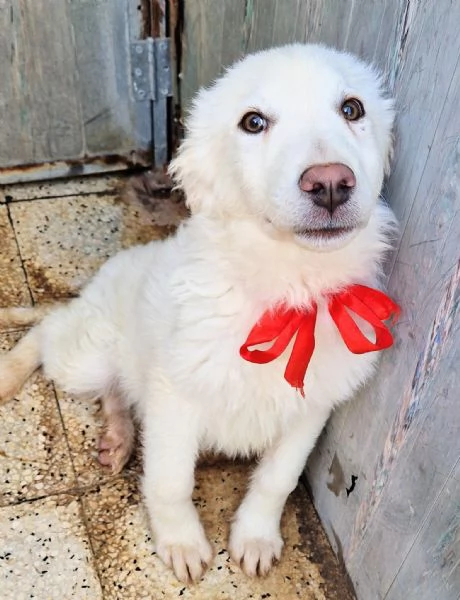 GLI OCCHI DI WHITE PARLANO! | Foto 5