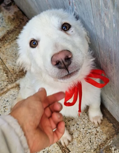 GLI OCCHI DI WHITE PARLANO! | Foto 4