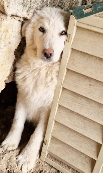 GLI OCCHI DI WHITE PARLANO! | Foto 5