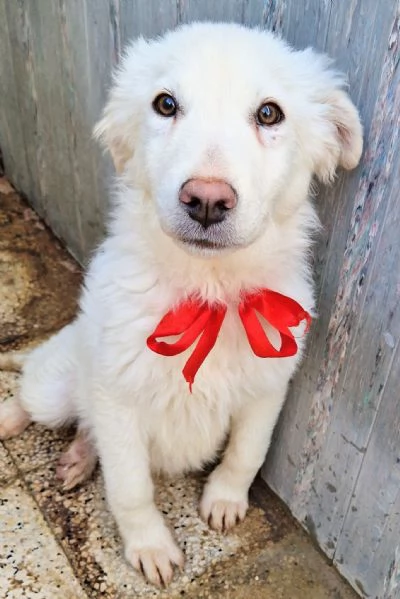 GLI OCCHI DI WHITE PARLANO! | Foto 2