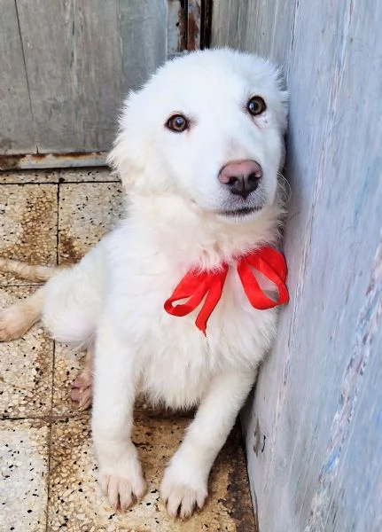 GLI OCCHI DI WHITE PARLANO! | Foto 1